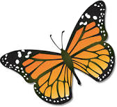 butterfly transparent